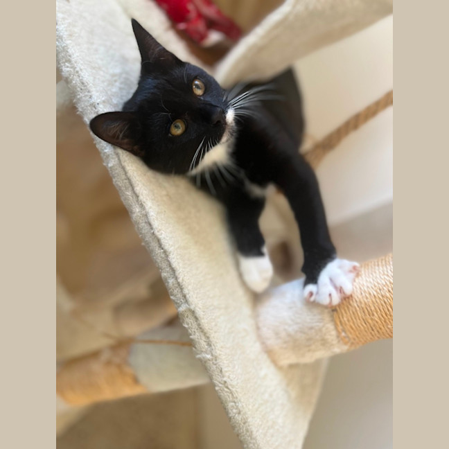 Photo of Black And White Kitten