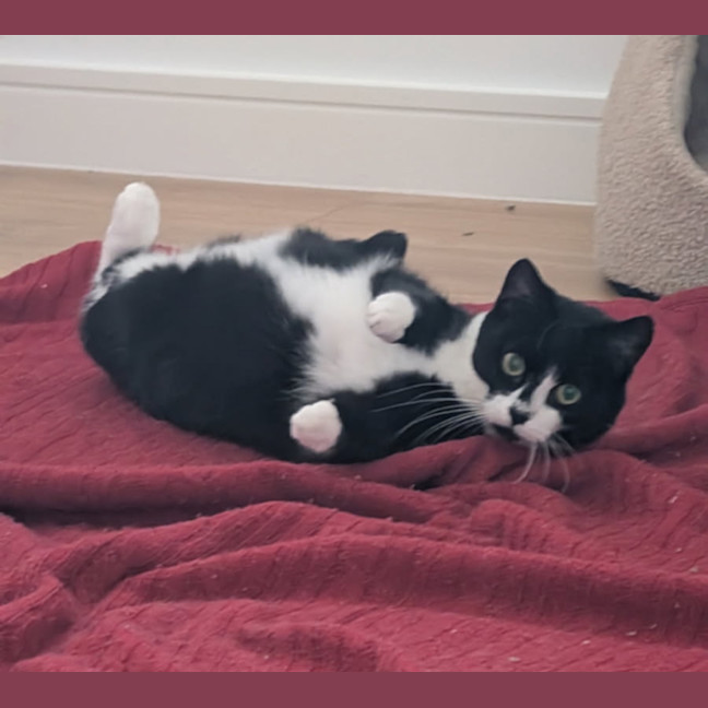 Photo of Nova 