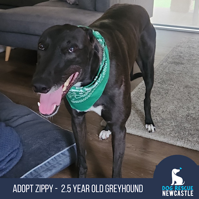 Photo of Zippy   2.5 Year Old Greyhound