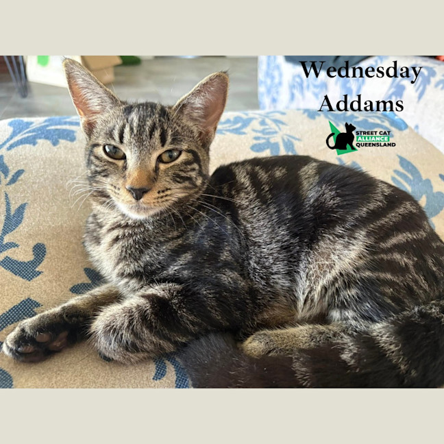 Photo of Wednesday Addams