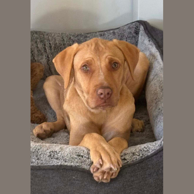 Photo of Dior *$350 Adoption Fee*