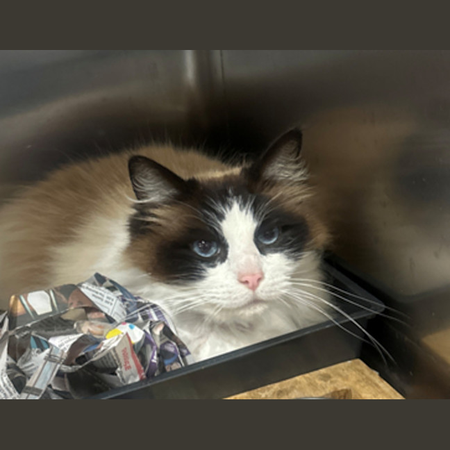 Photo of Zephyr