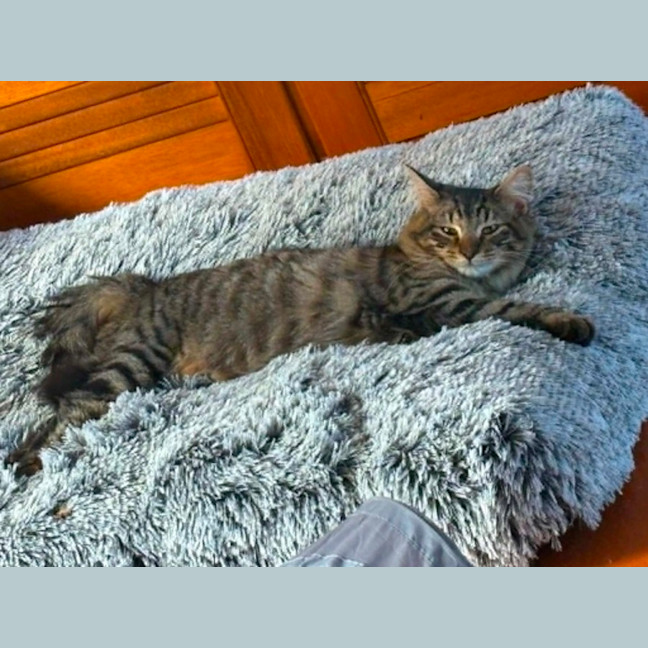 Photo of Heather *9 Lives Project Rescue*