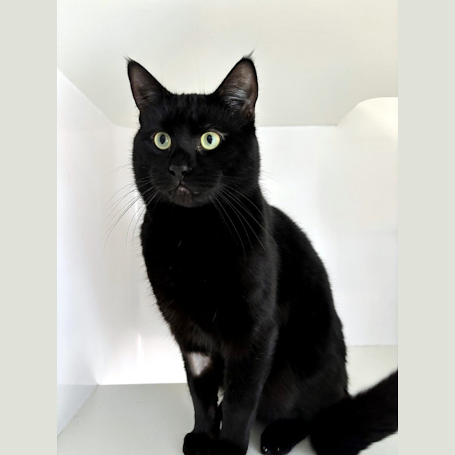 Photo of Salem Sua013015