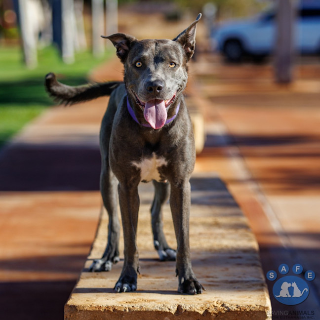 Photo of Asha