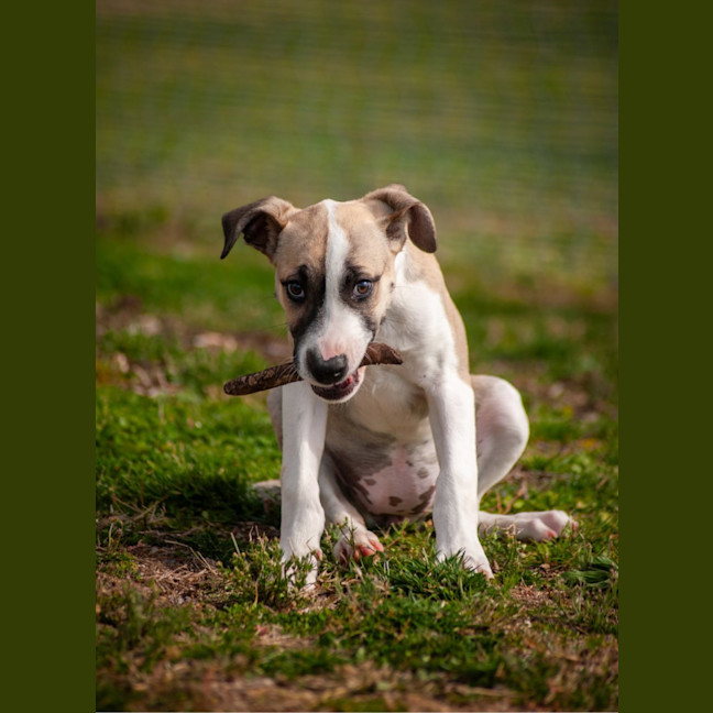 Photo of Princess