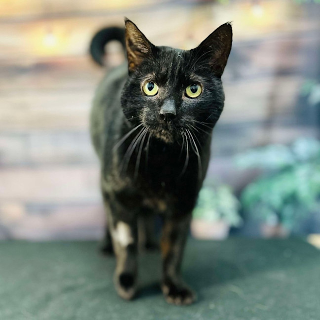 Photo of Bucky   Located In Preston