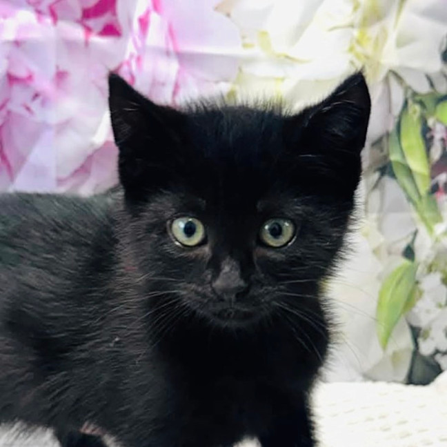 Photo of Wednesday   Located In Ashburton