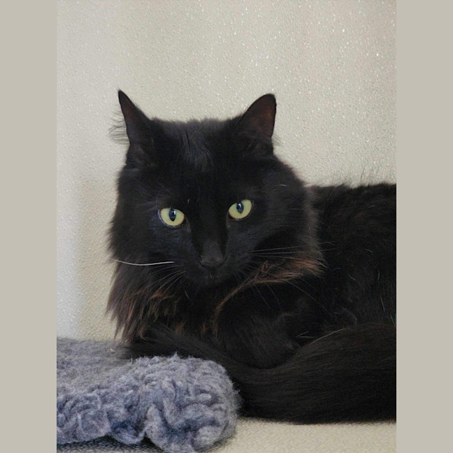 Photo of 🦁 Winston (Winnie) 5633🦁