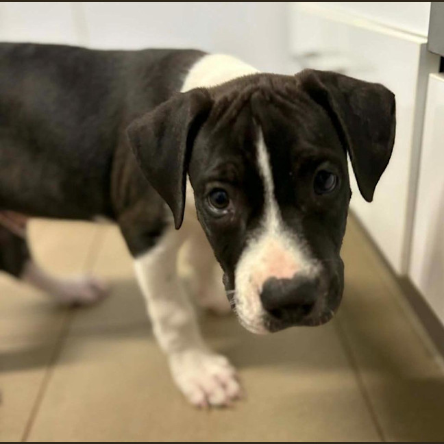 Photo of Dagger