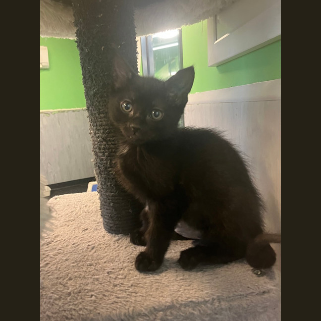 Photo of Captain Amelia