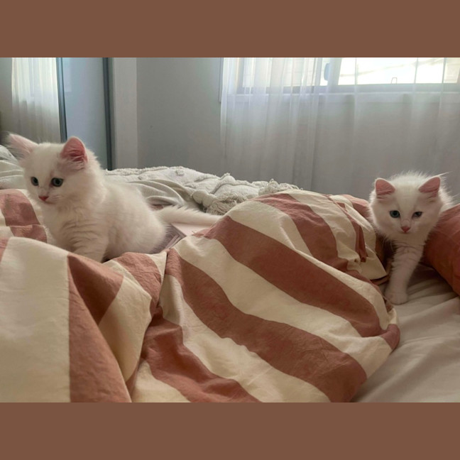 Photo of Muffin