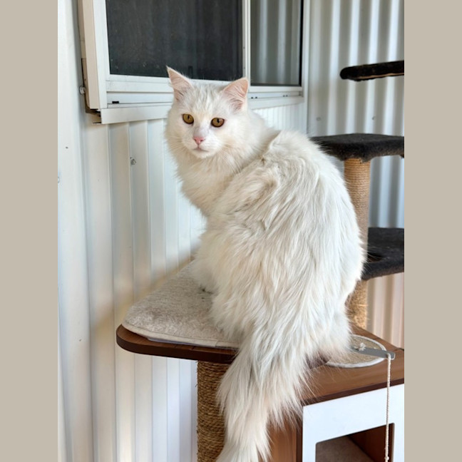 Photo of Snowball 