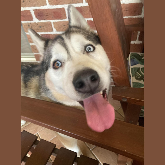Photo of Luna