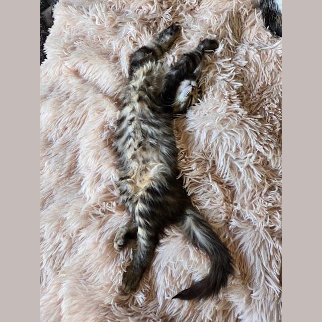 Photo of Sophie 🌺🌺