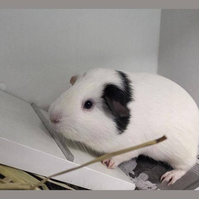Photo of Cinnamon (Bonded With Crispy)