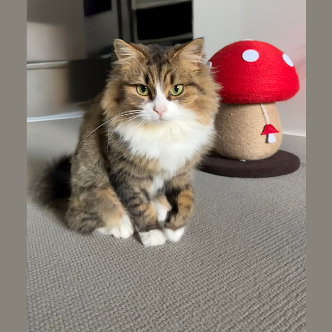 Photo of Gracie (Was Caramel Slice)