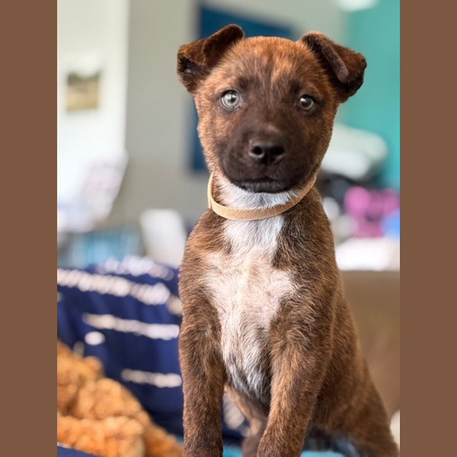 Photo of Archie
