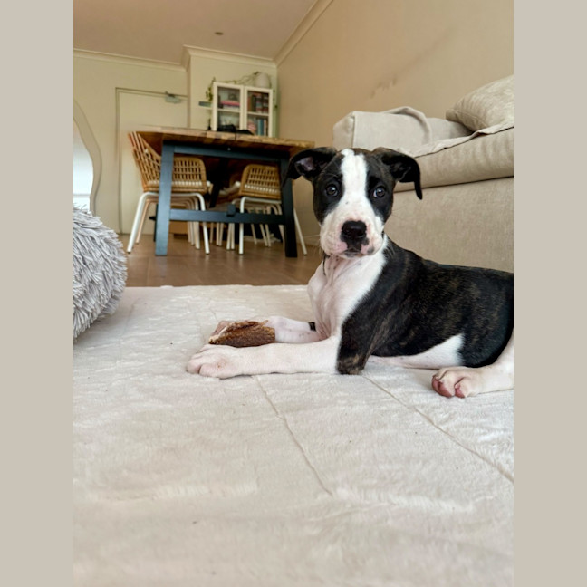 Photo of Chicken Pot Pie