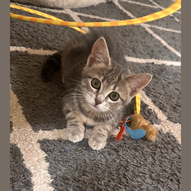 Photo of Kitty (Kale)