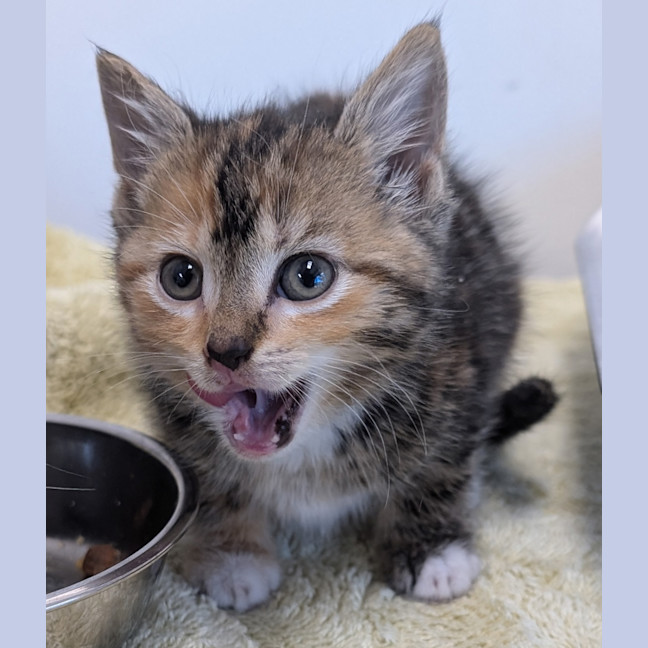 Photo of Cannon Ball 