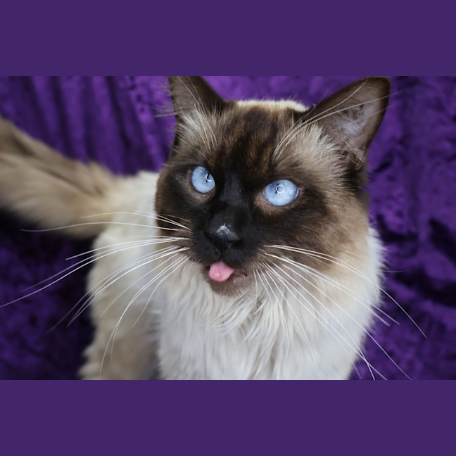 Photo of Matthew Meow Conaughey