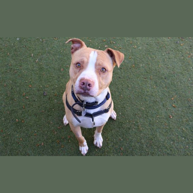 Photo of Peanut