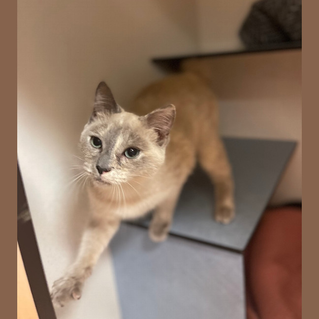 Photo of Nala