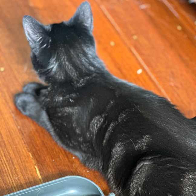 Photo of Riley