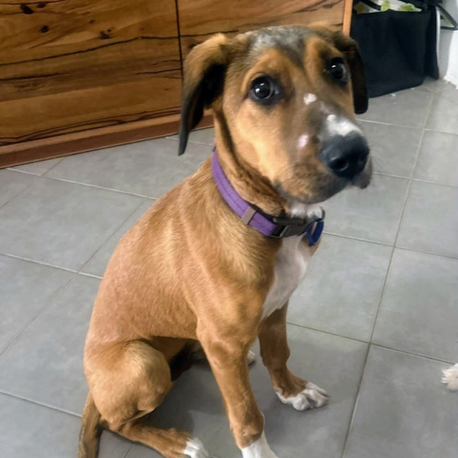 Photo of Barley