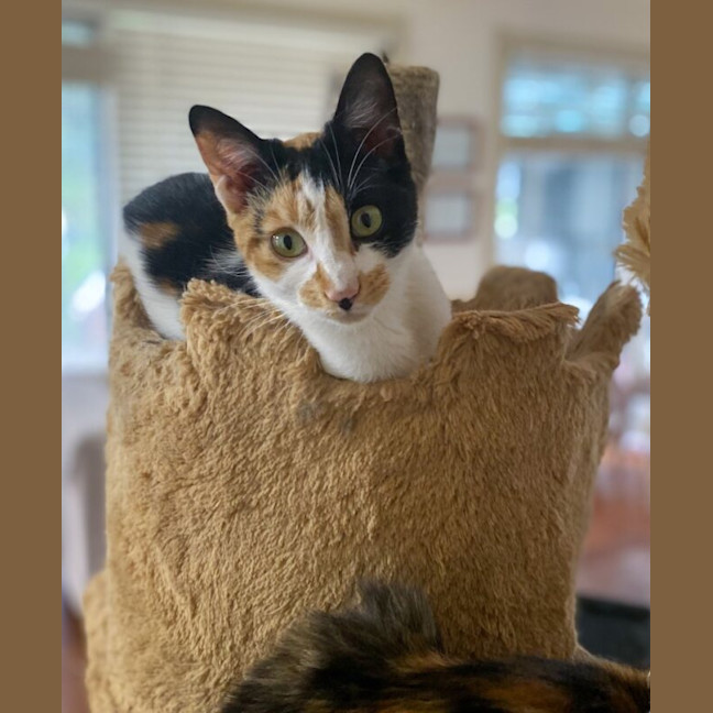 Photo of Buttercup