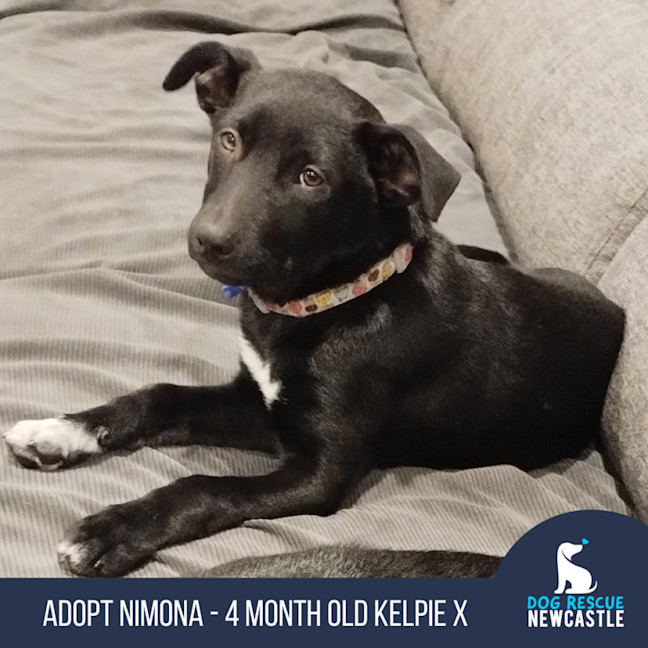 Photo of Nimona   4 Month Old Kelpie X (Trial)