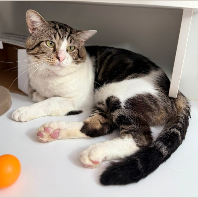 Photo of Whiskey (9028)