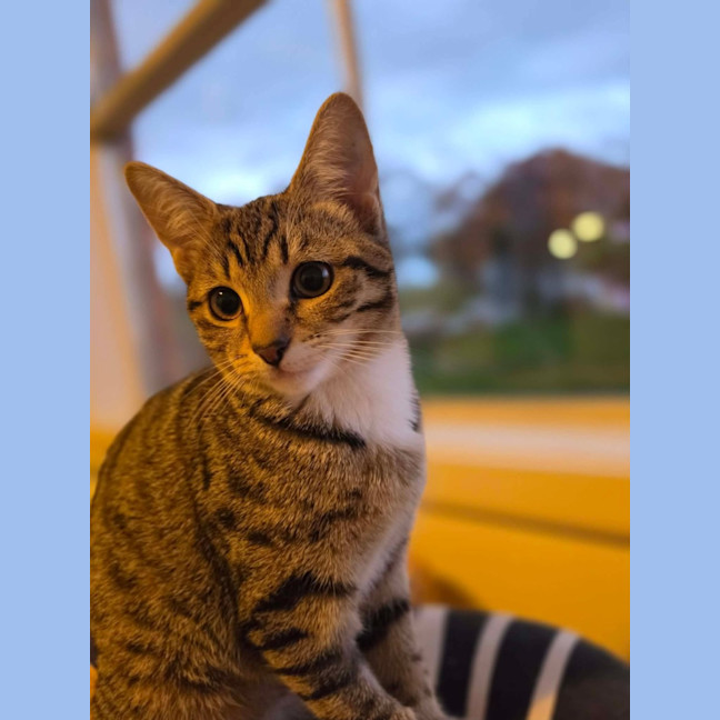 Photo of Honey   In Foster Care In Healesville