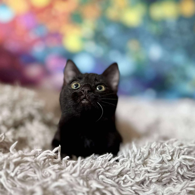 Photo of Valentino   Located In Templestowe