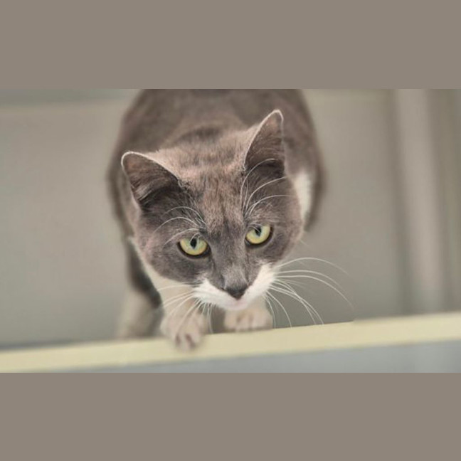 Photo of Kit Kat