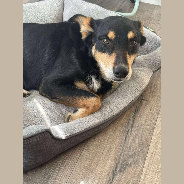 Photo of Buddy