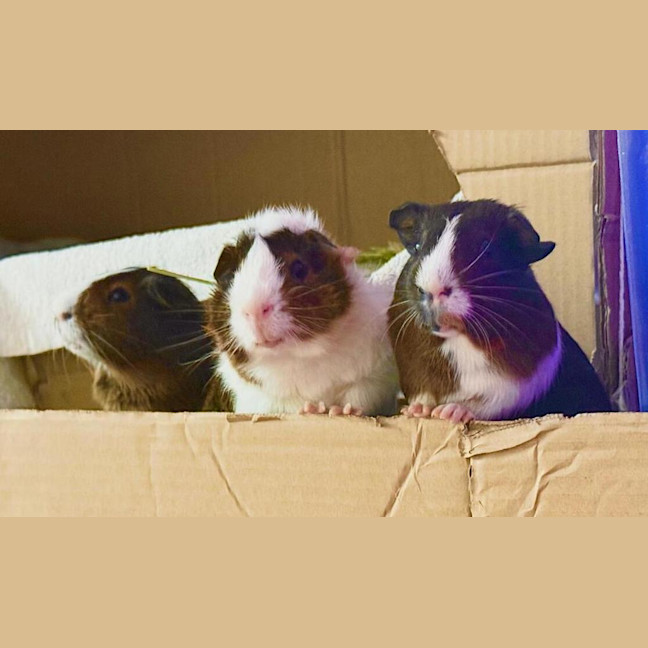Photo of Peanut (Bonded To Chestnut And Walnut)