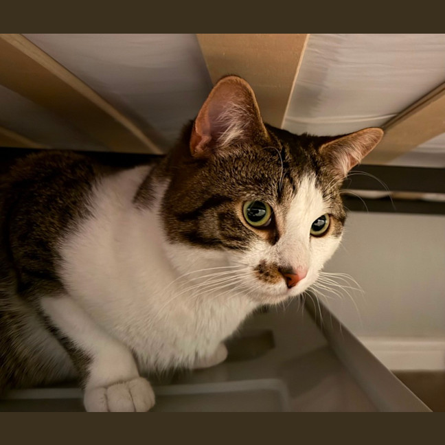 Photo of Tommo