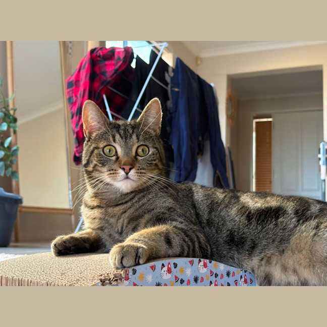 Photo of Tommy