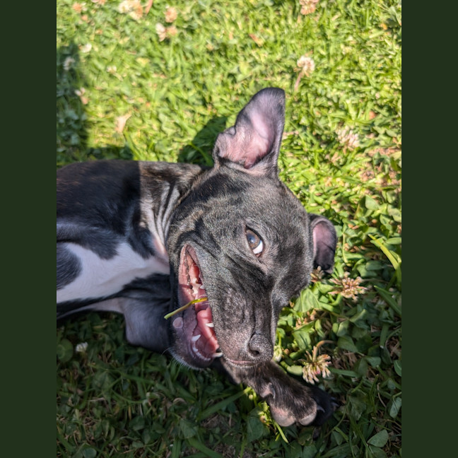 Photo of Cooper