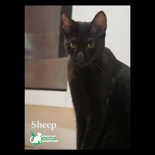 Photo of Sheep