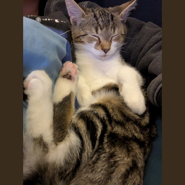 Photo of Dottie Golden