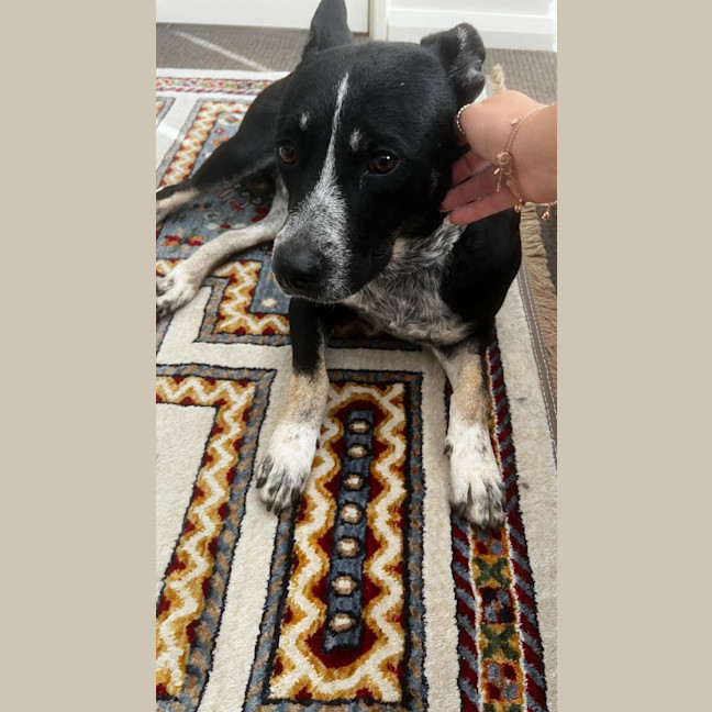 Photo of Oreo