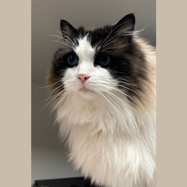 Photo of Angel