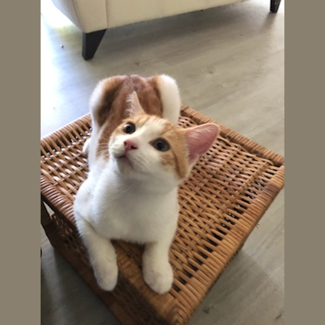 Photo of Little Pudding Boy