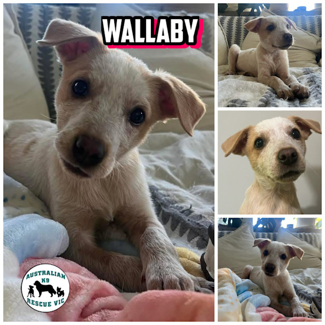 Photo of Wallaby 