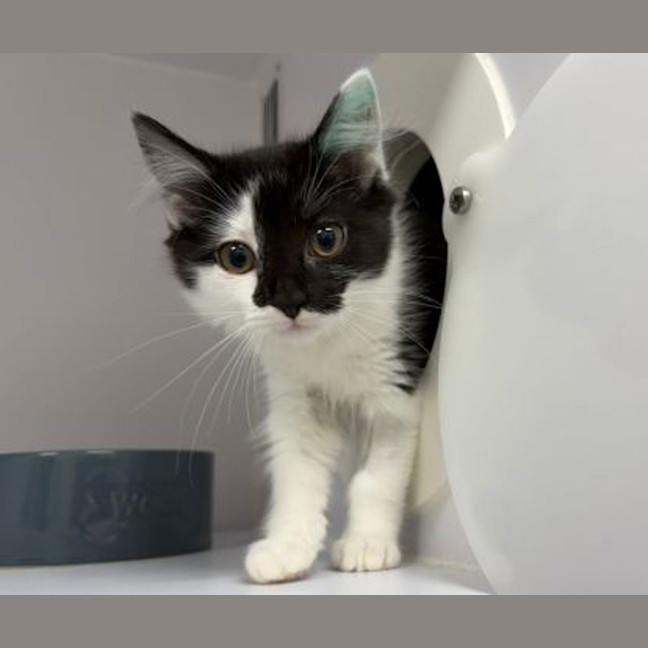 Photo of Luna