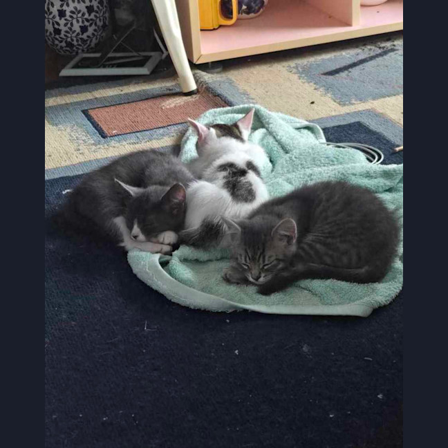 Photo of Brussel Sprout   Located In Northcote