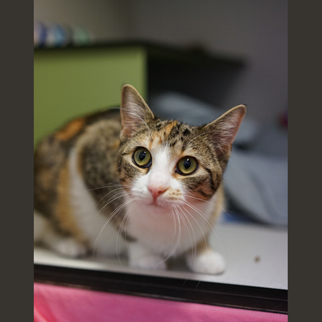 Photo of Spook